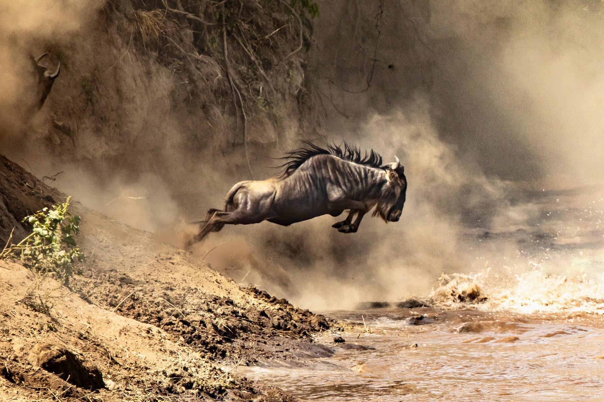 Wildebeest crossing the mara river