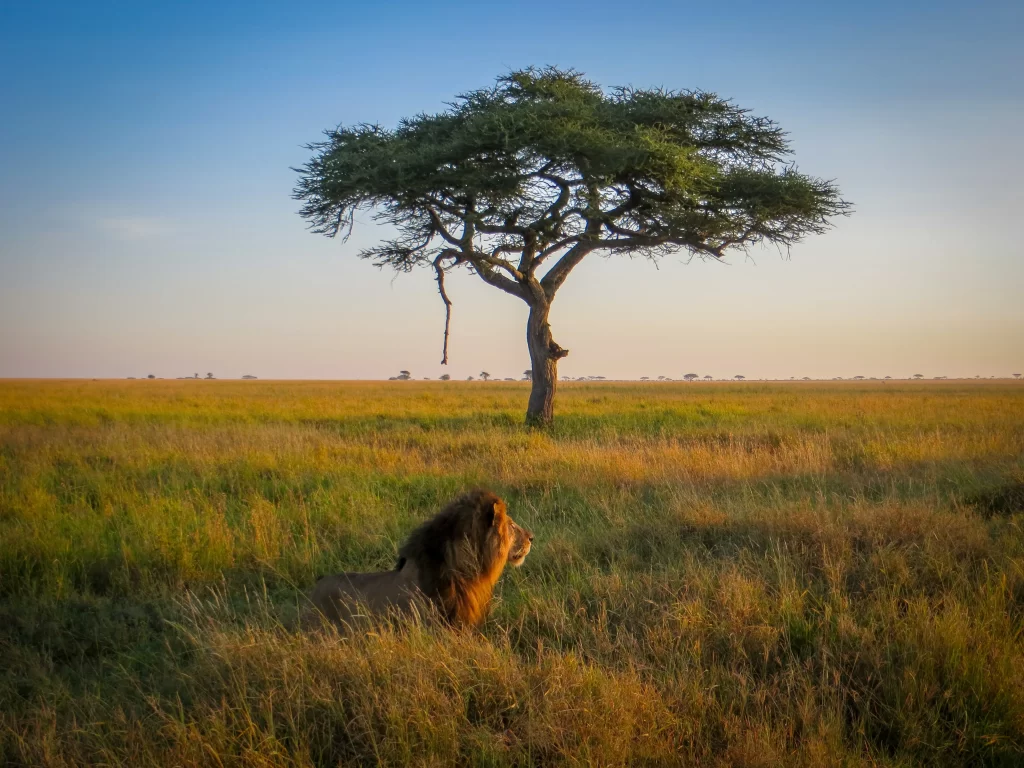 Lion walking in the Serengeti National park