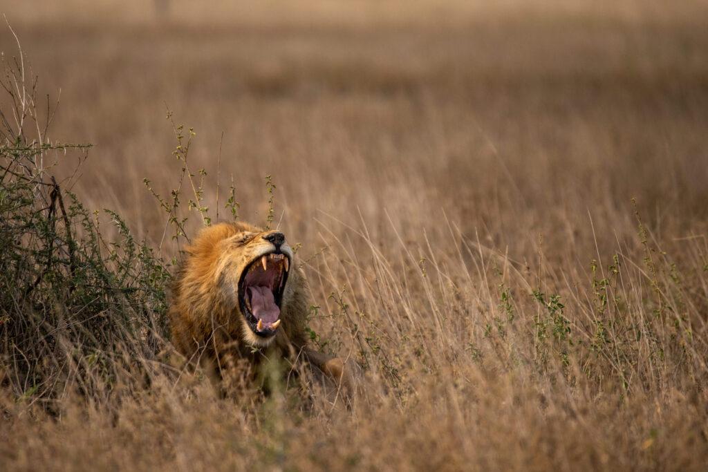 Lion roaring at Serengeti