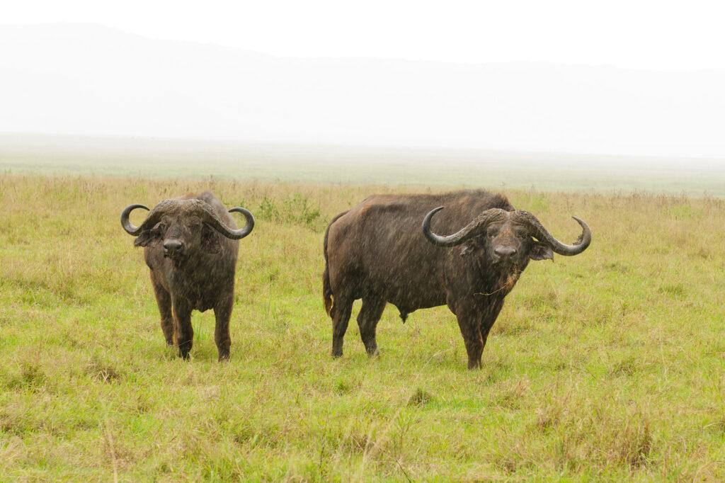 Buffalo grazing at Serengeti