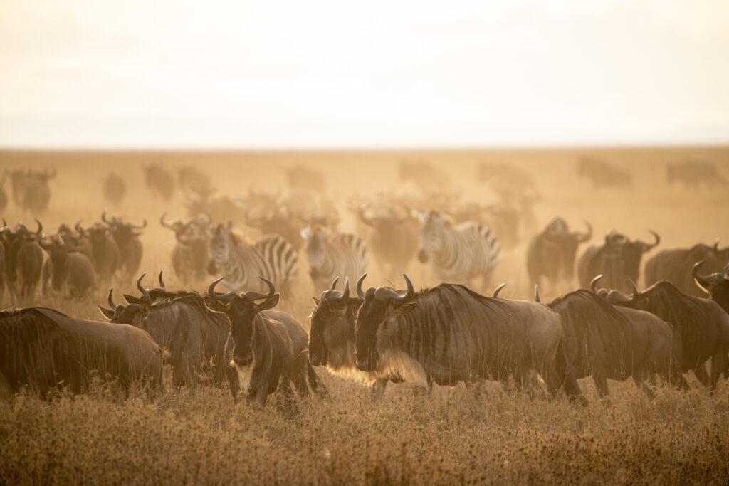 Wildebeest grazing in serengeti