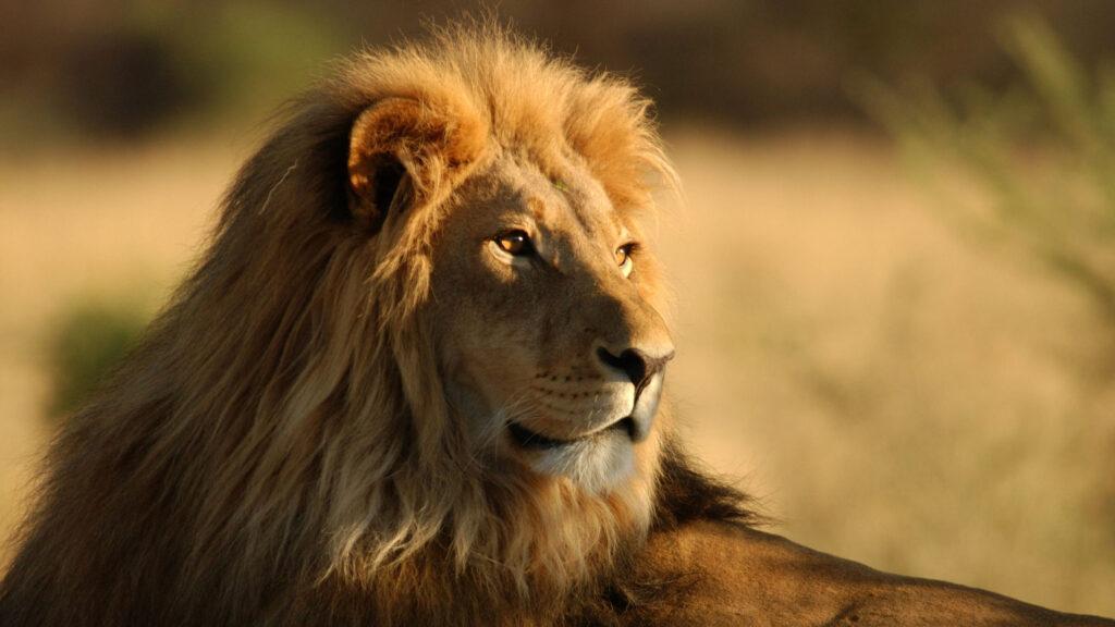 Africa lion From Serengeti Tanzania,
