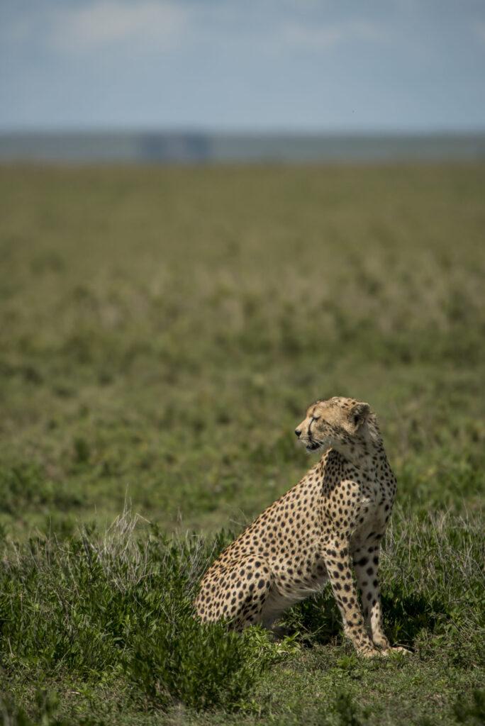 leopard staring at serengeti park