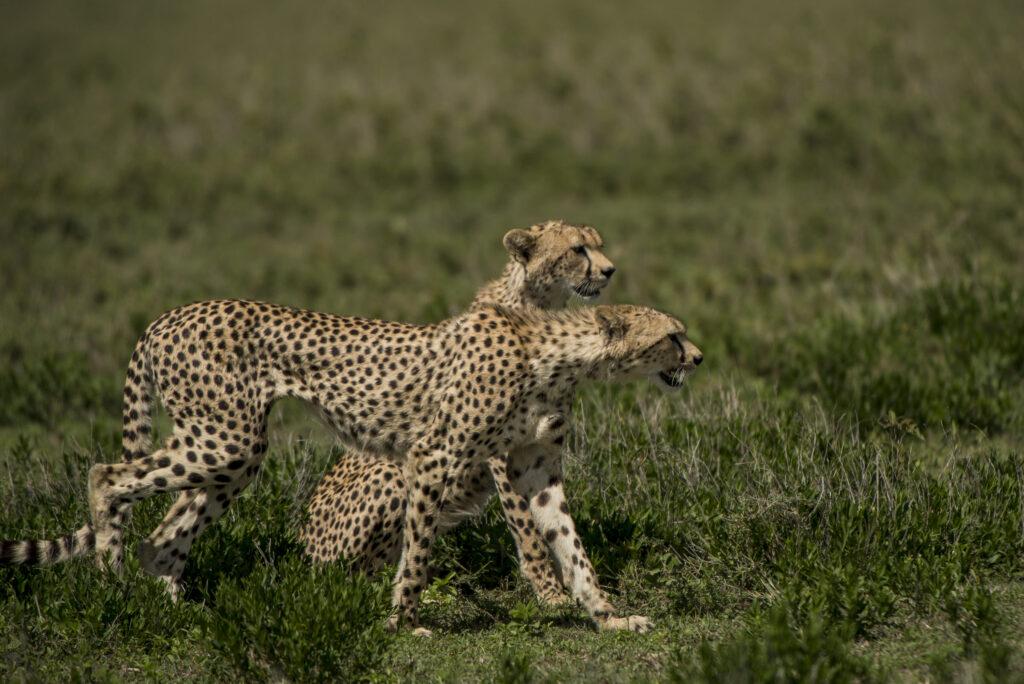 leopard walking in serengeti