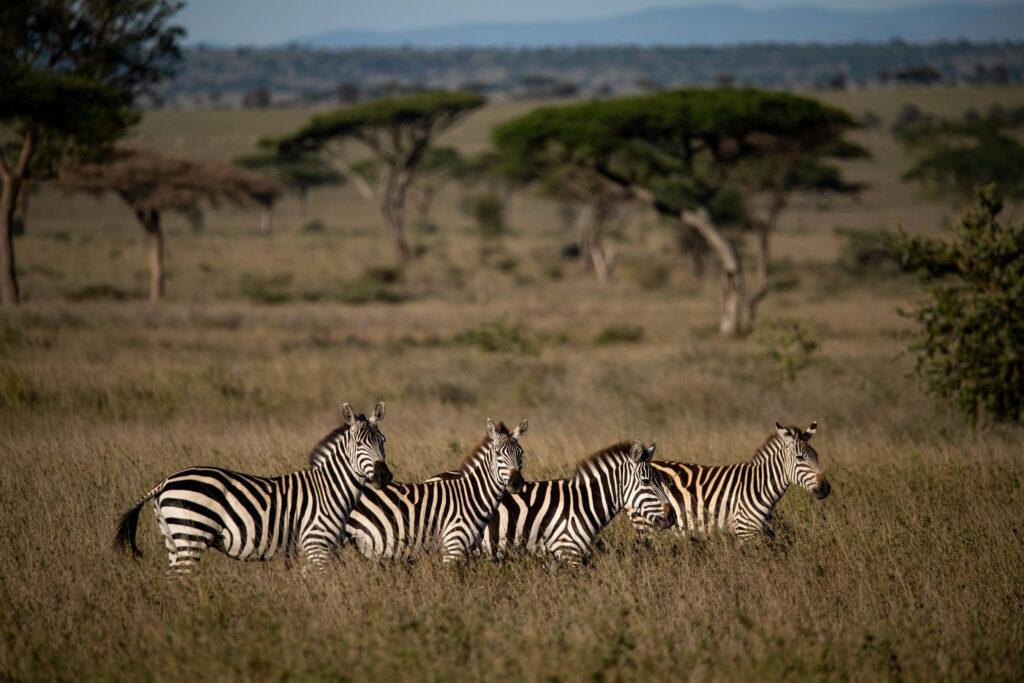 Zebras grazing at Serengeti park