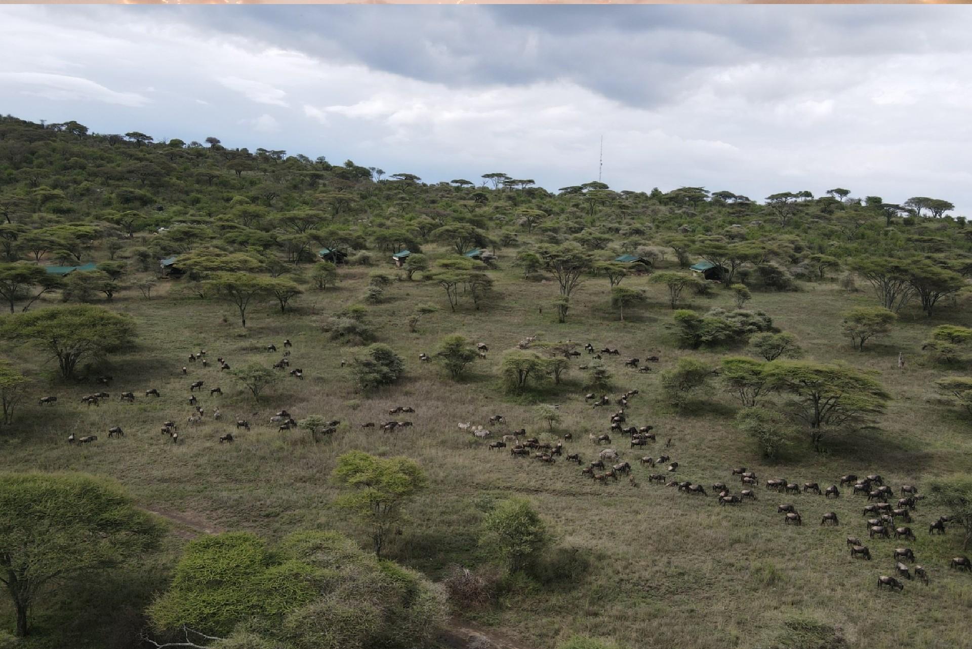 Aerial view of Serengeti woodlands camp