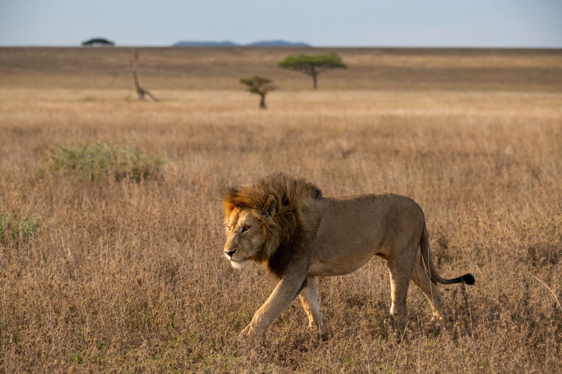 lion walking in serengeti national park