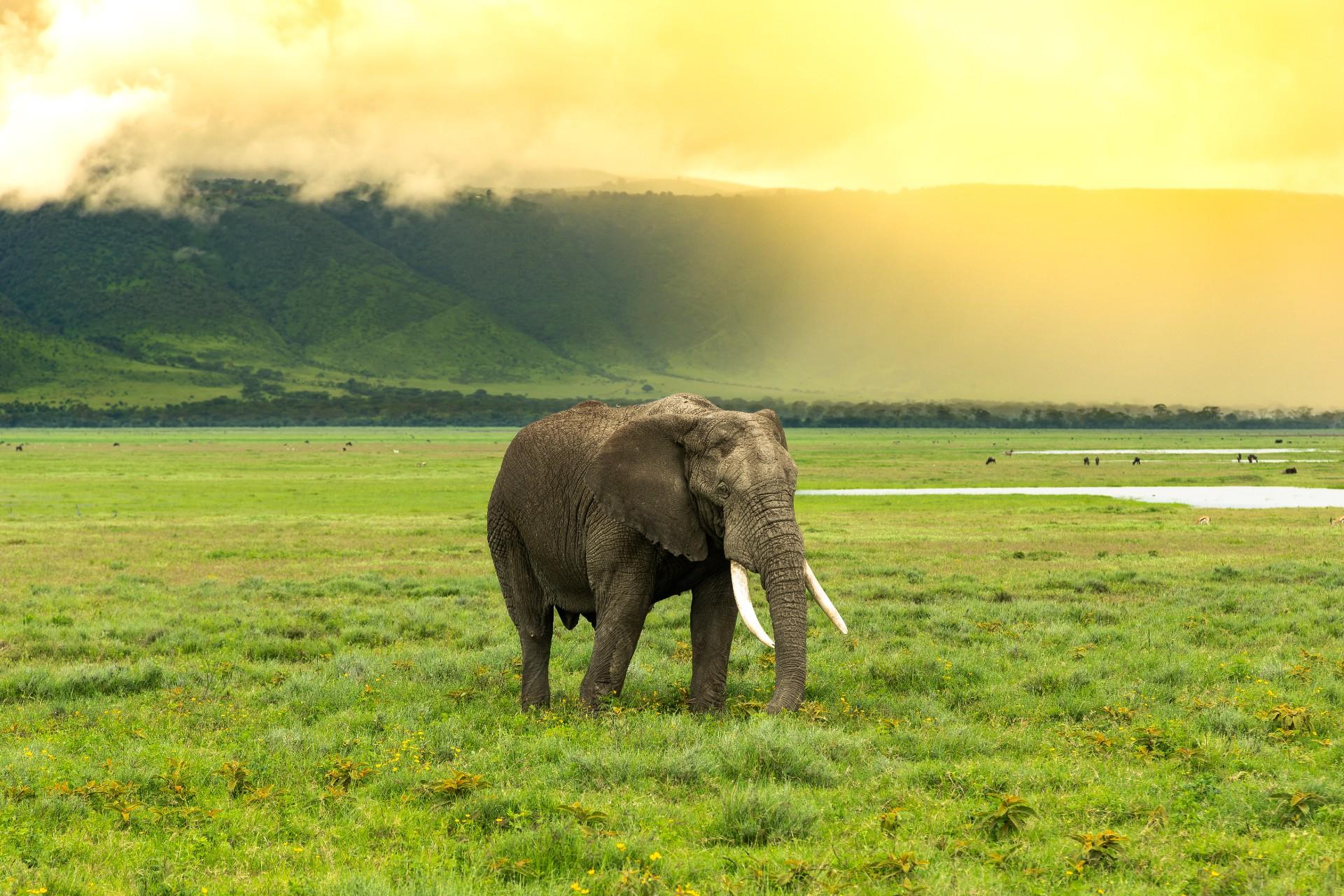 Elephant walking in Serengeti National park