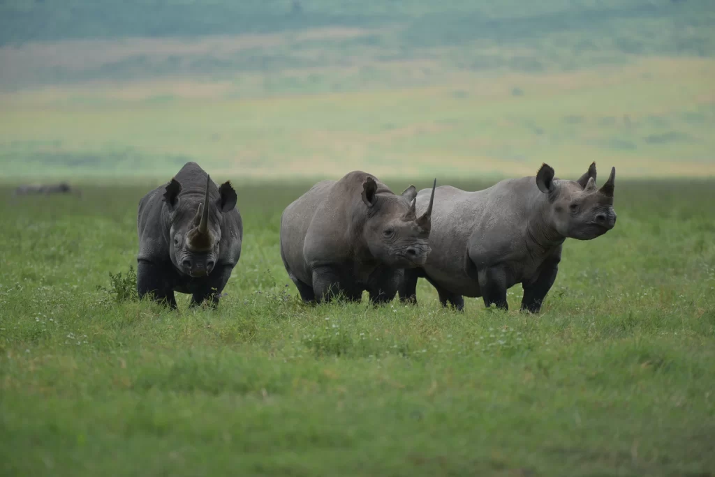 Rhinos walking in the lush green Savannah grasslands - views during Karibu camps game drive