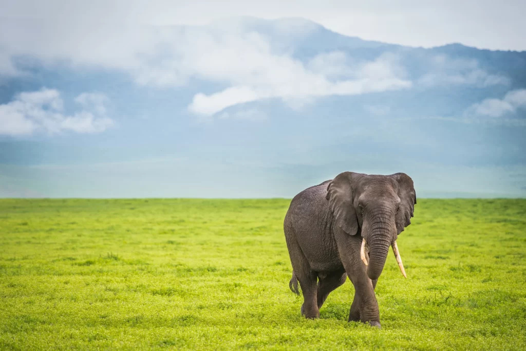 Elephant walking in the lush green grasslands - Ngorongoro crater