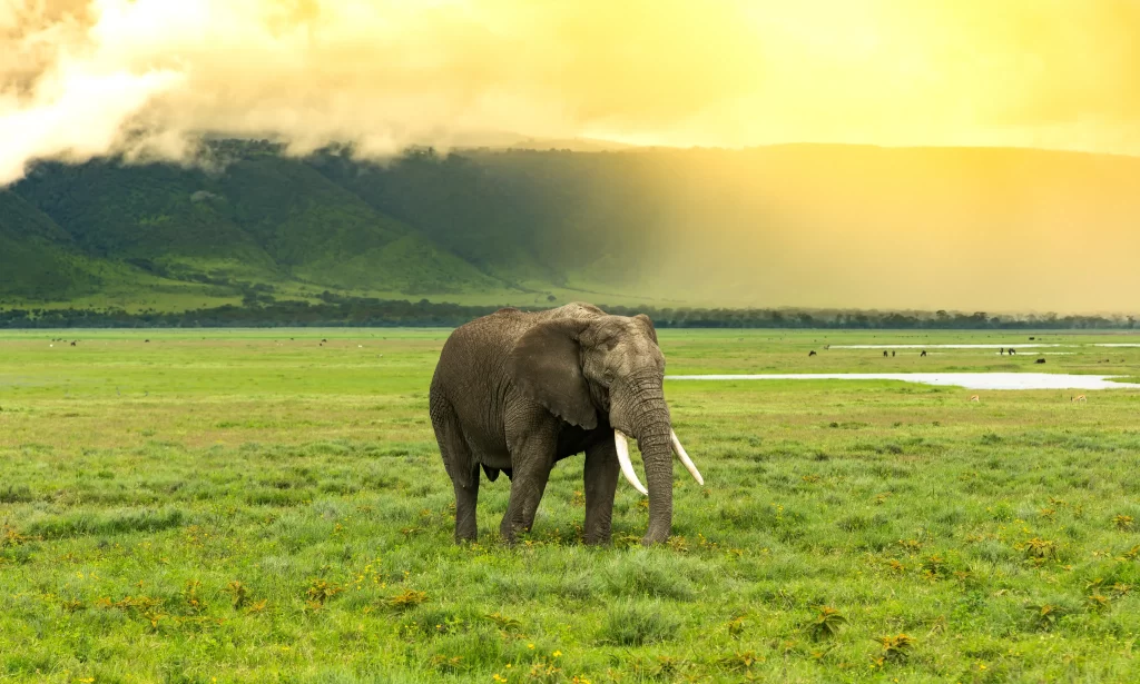 Elephant walking in the lush green grasslands - Ngorongoro crater