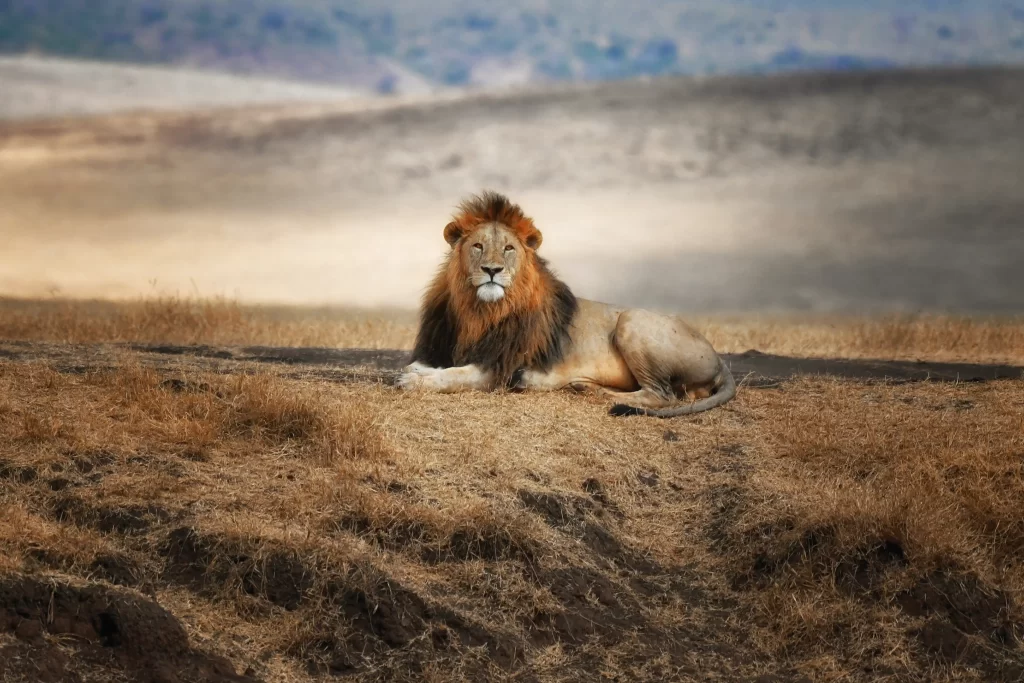 Lion looking at the horizons at Serengeti National park