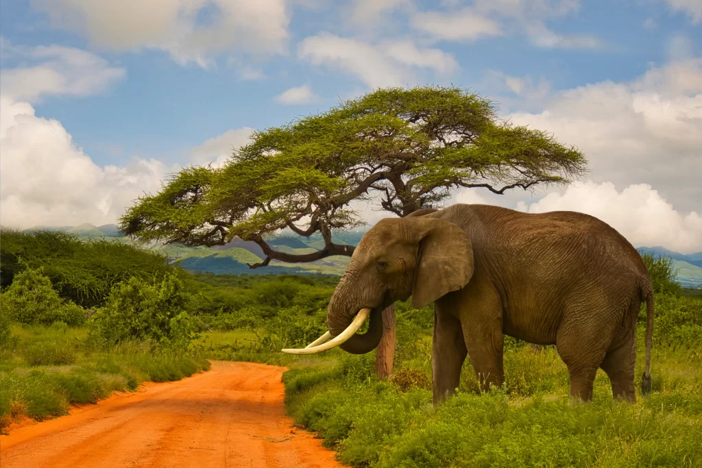 Close view of elephant grazing at Serengeti national park