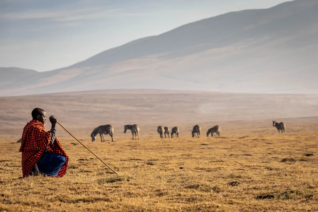 Maasai Gentleman out in the grasslands as zebras graze in Serengeti National park