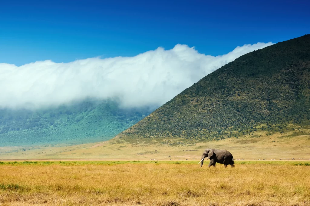 elephant grazing at the Ngorongoro crater - Lion's paw camp views
