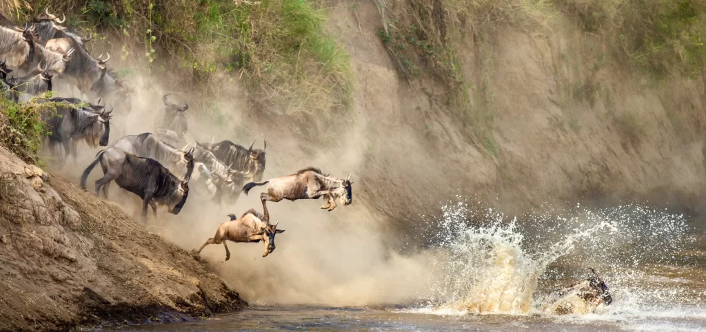 Wildebeest crossing the mara river - Serengeti National Park