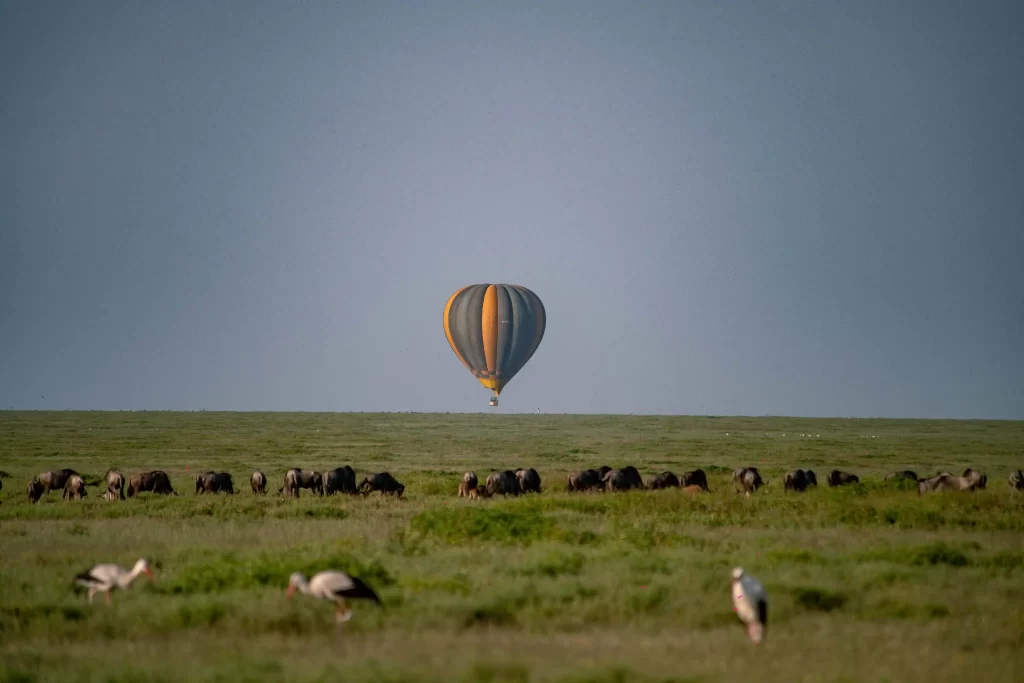 Serengeti woodlands camp guests on balloon safari as wildebeest graze below them.