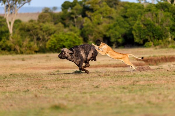 A lioness leaping to catch a buffalo during a hunt in Tarangire National Park.