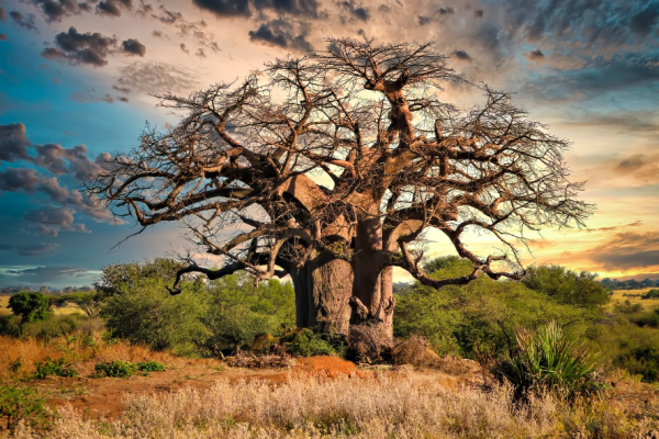 A majestic baobab tree standing tall at sunset in Tarangire National Park, Tanzania.